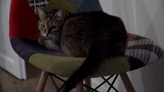 椅子上猫坐在椅子上