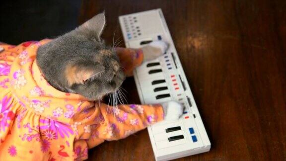 穿着彩色衬衫的猫在弹键盘钢琴