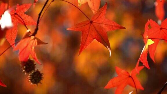 丰富多彩的秋叶