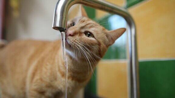姜猫从厨房水槽的水龙头里喝水