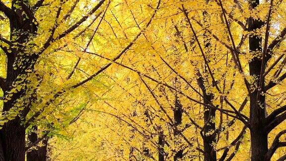 韩国奈美岛秋天的银杏叶