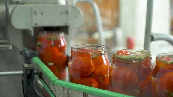 腌制番茄的生产工艺在生产线上装番茄特写镜头