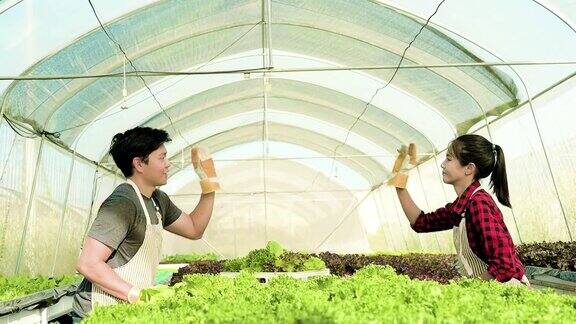 两名农民成功地在水培菜地种植有机蔬菜在温室水培蔬菜