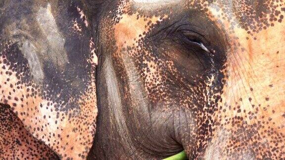 眼睛感染的大象