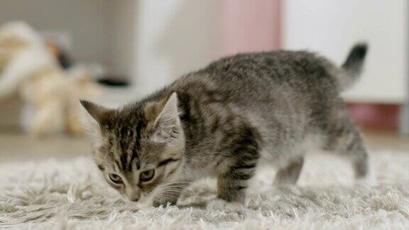 可爱的黑色条纹小猫嗅地毯和走来走去