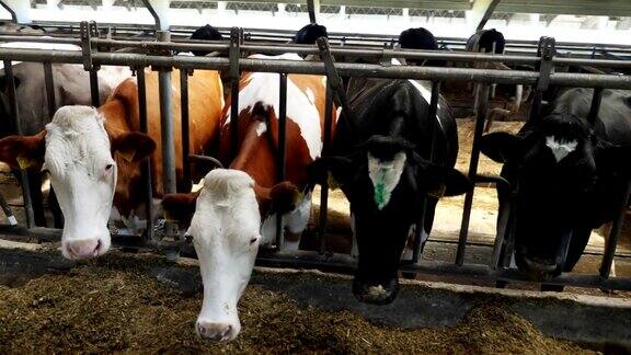一排奶牛正在喂食