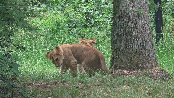 两只小狮子在草地上玩耍