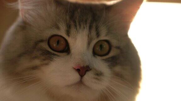 一只可爱的西伯利亚虎斑猫的肖像