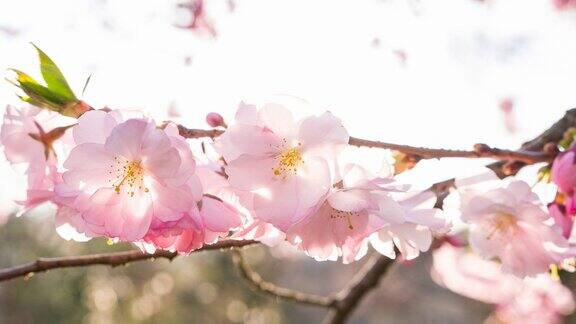 樱花盛开在一个美丽的阳光明媚的日子