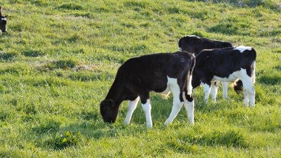 在绿色草地上吃草的牛