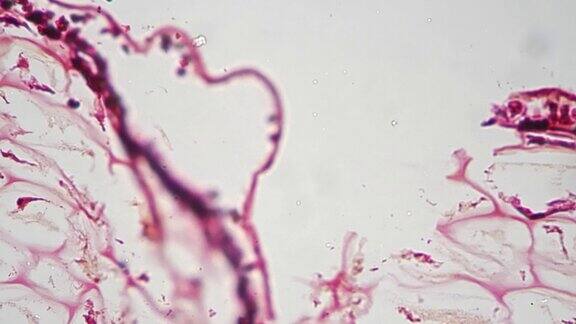 显微镜下400倍明亮视野下菌属花粉纵切面