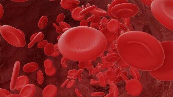 在动脉中流动的红细胞三维视频