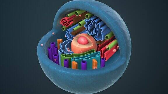 动物细胞的内部结构