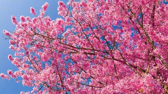 美丽的粉红色樱花盛开