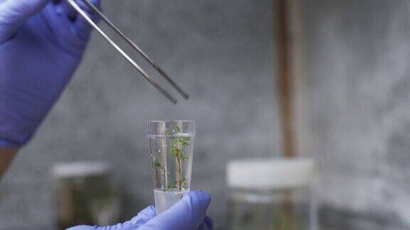 科学家在植物学实验室检查离体植物