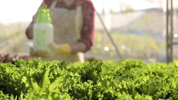 一位女农民用水喷洒生菜有机蔬菜在农场水培蔬菜在温室种植