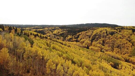 GrandMesa国家森林秋天的风景在西科罗拉多4K系列视频