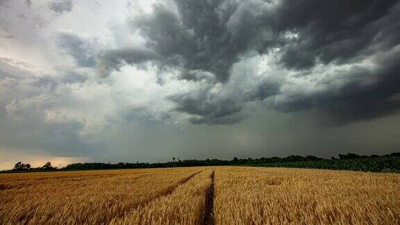 暴风雨的云在麦田和玉米上流动