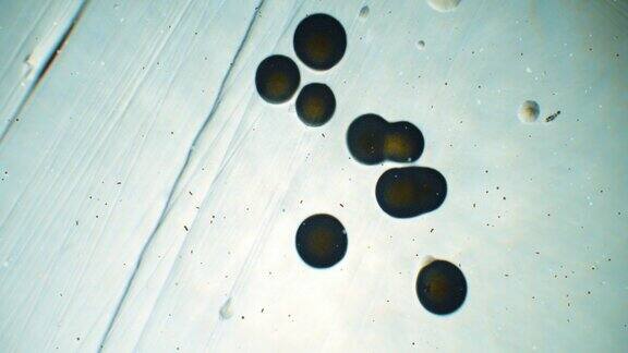 显微镜下的未知细菌和大的圆形黑斑显微镜下的生物体冰冷的微世界在一个范围内漂浮着粒子和细菌极端特写的污垢滴
