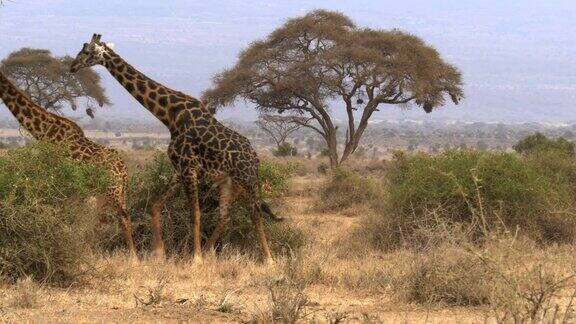 肯尼亚安博塞利一只雄性长颈鹿在追一只雌性长颈鹿