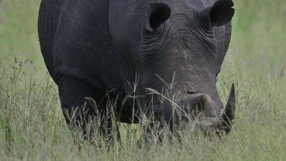 有角的白犀牛在大草原上安全的草丛中觅食