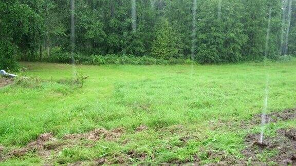 雨中从绿叶上滴下的雨滴雨水落在绿色的植物上夏天的天气自然的情绪背景用来冥想放松大雨阵雨