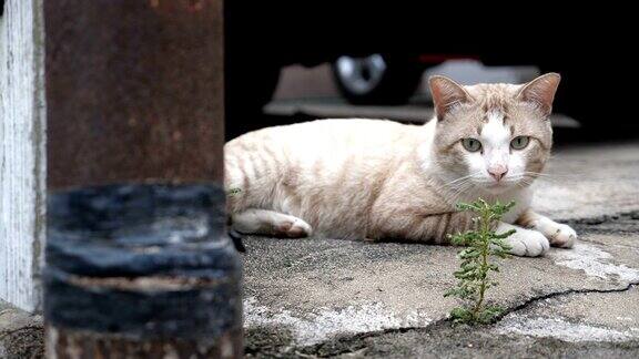 美丽年轻的街头猫曼谷