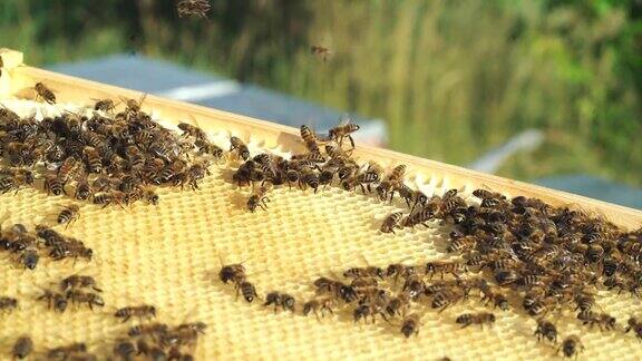 养蜂人抱着一个装满蜜蜂的蜂巢