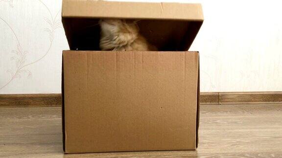可爱的姜黄色猫坐在纸箱里毛茸茸的宠物躲在盒子盖下
