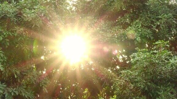 阳光透过的树