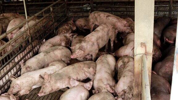 猪在农场养殖