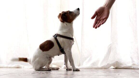 小狗执行命令宠物服从训练