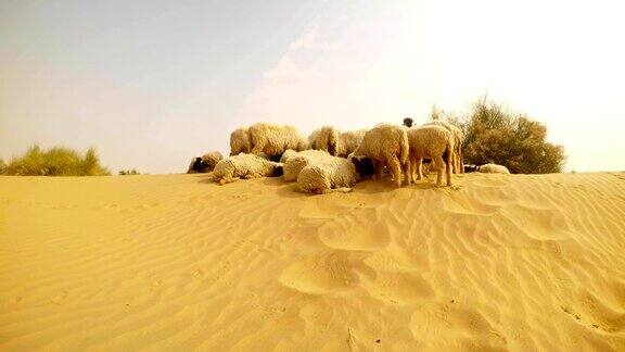 一群家羊的头隐藏在它的尸体的阴影在沙丘炎热的阳光日沙漠塔尔