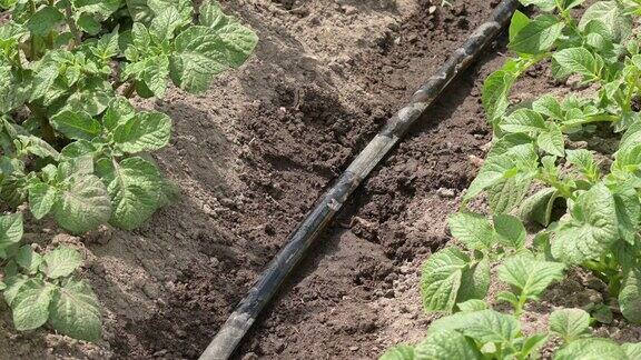 滴灌系统为花园里的马铃薯幼苗浇水