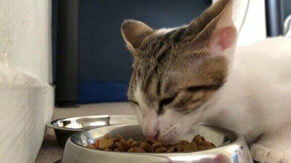 小猫在吃食物