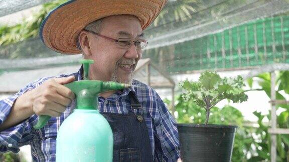 园丁喷洒水在有机蔬菜植物后院