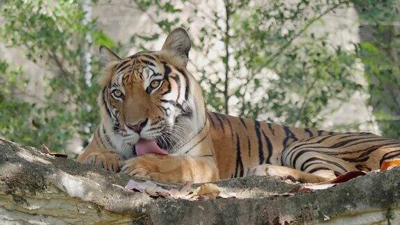 一只老虎躺在森林的岩石上看着镜头
