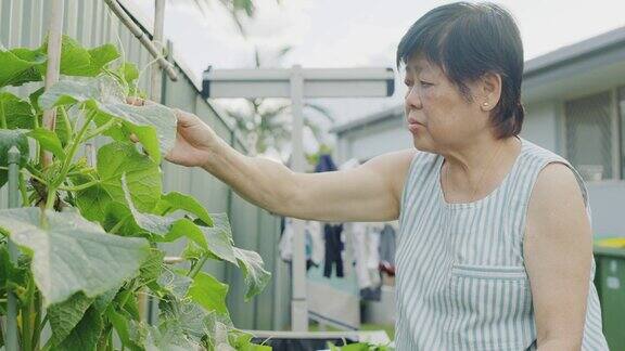 亚洲老年女性居家园艺自产绿色蔬菜可持续的生活方式积极的老年退休理念