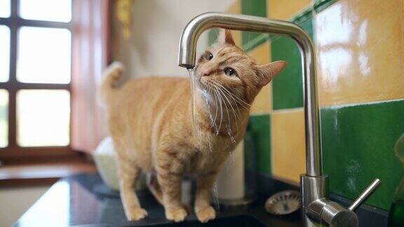姜猫从厨房水槽的水龙头里喝水