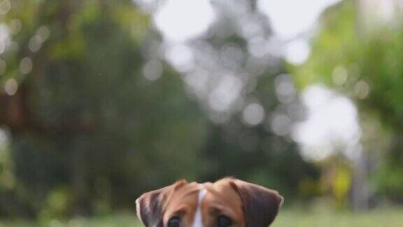 站在公园草地上的小狗杰克罗素梗