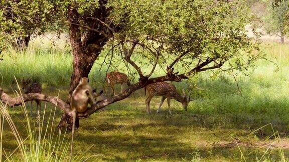 鹿是一种原产于印度次大陆的鹿也被称为斑点鹿、鹿和鹿轴鹿印度拉贾斯坦邦的Ranthambore国家公园