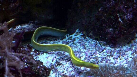 彩带鳗鱼Rhinomuraenaquaesita在水族馆底部的清澈水中