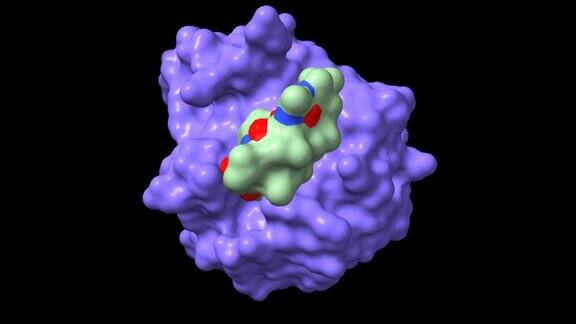 嗜环素A(蓝色)与免疫抑制剂环孢素(棕色)的配体结构