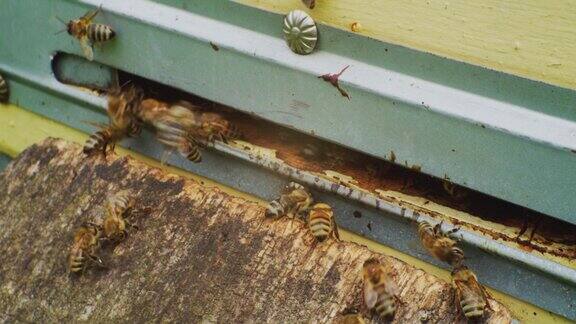 养蜂靠近蜂房入口的蜜蜂欧洲蜜蜂慢镜头video.apiary