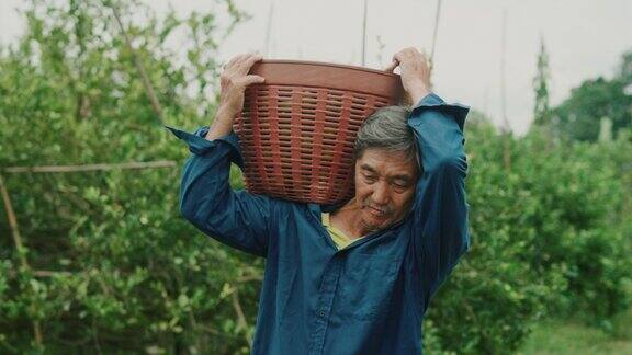 一个亚洲农民正带着一箱蔬菜在田里
