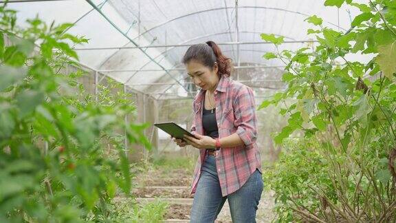 女农民正在检查蔬菜