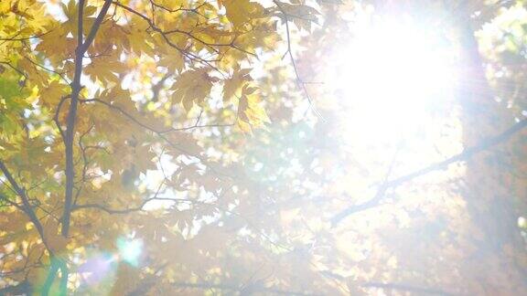 黄色的枫叶在日本的秋天大自然镜头慢镜头