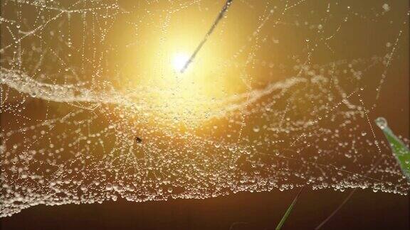 日出时的蜘蛛网