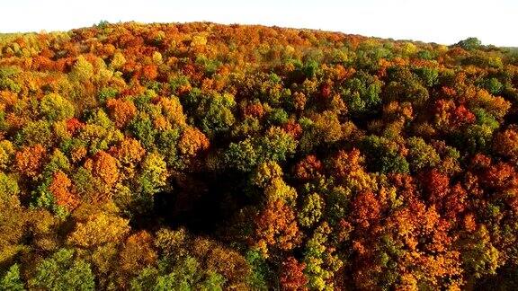 俯瞰令人惊叹的美丽秋色森林树木无人机鸟瞰