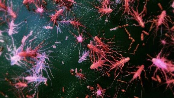 单核细胞增多性李斯特氏菌